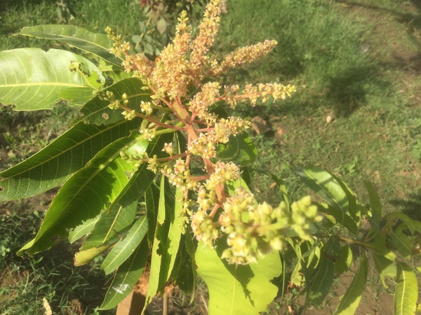 flower of mango tree 600